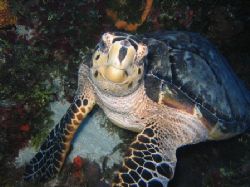 Sea Turtle in Cozumel. by Eric Beckley 